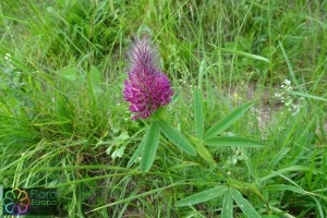 trifolium purpureum (2)2